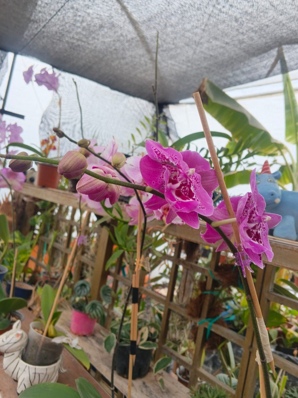Orquídeas San José