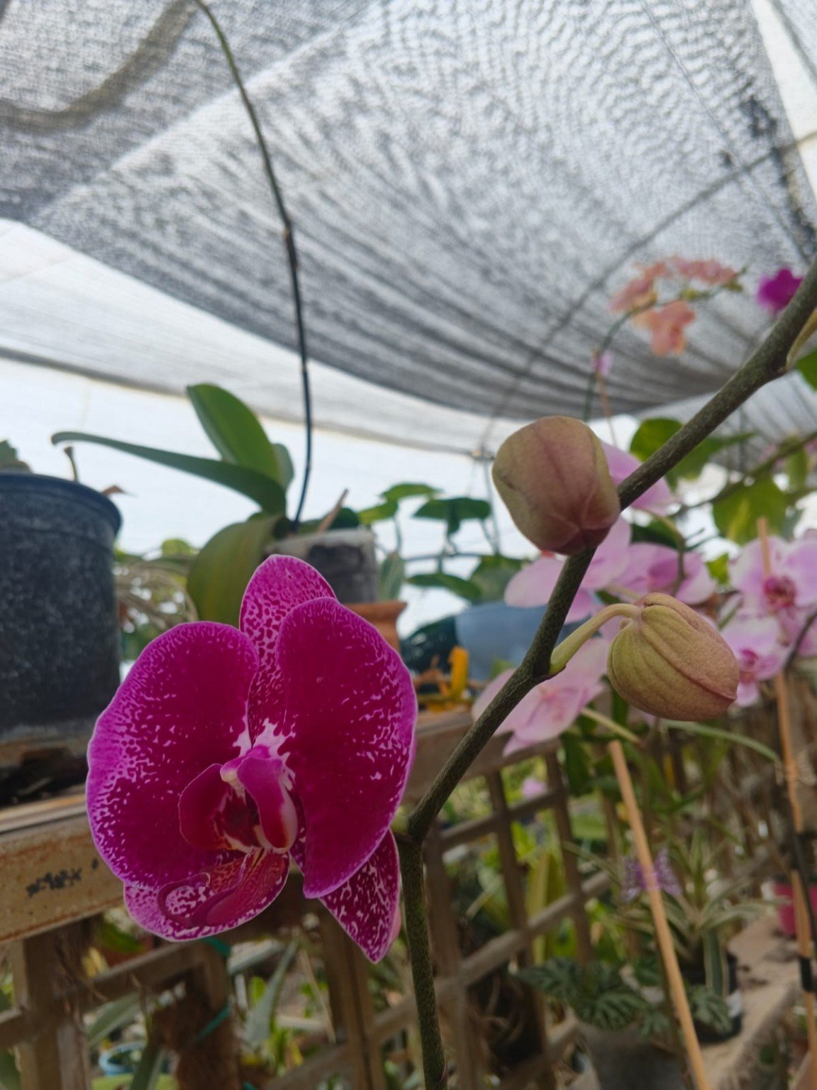 Cuidado de orquídeas