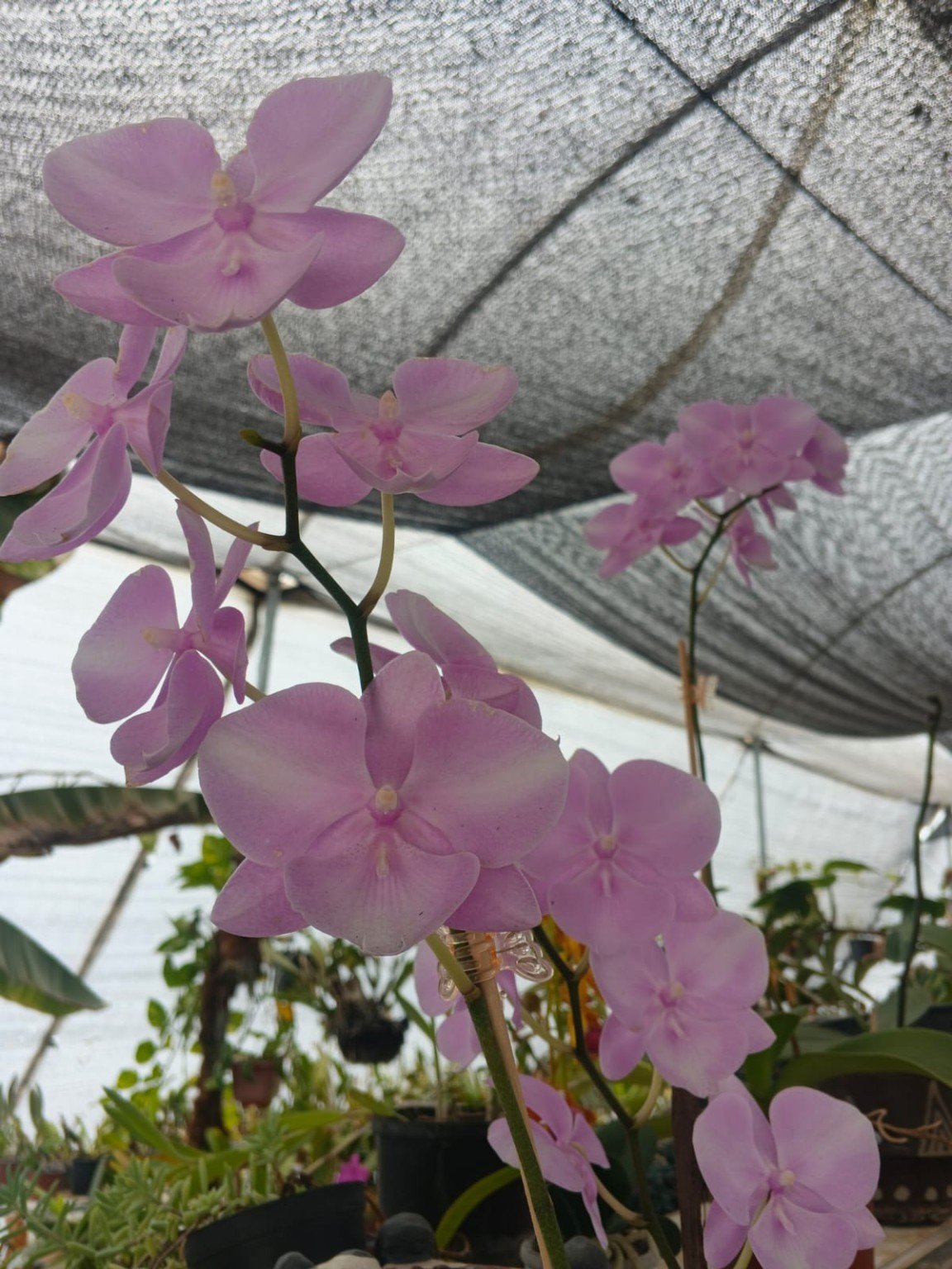 Cattleya lila