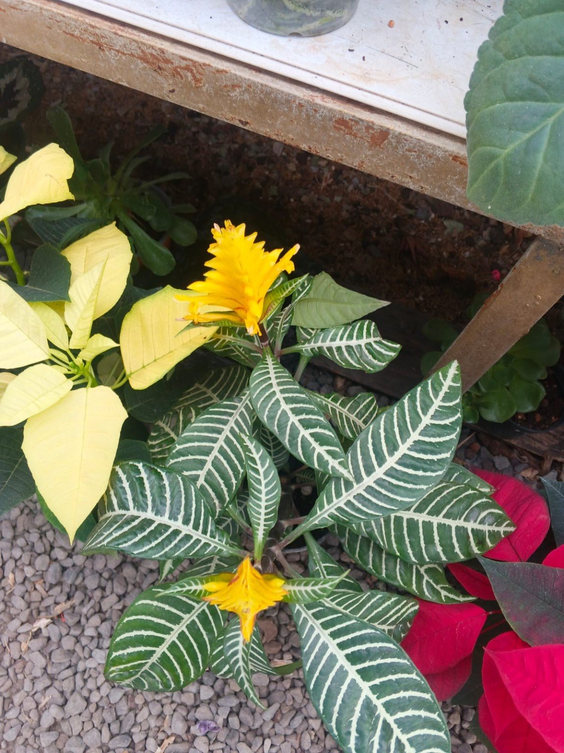 Orquídeas San José 4