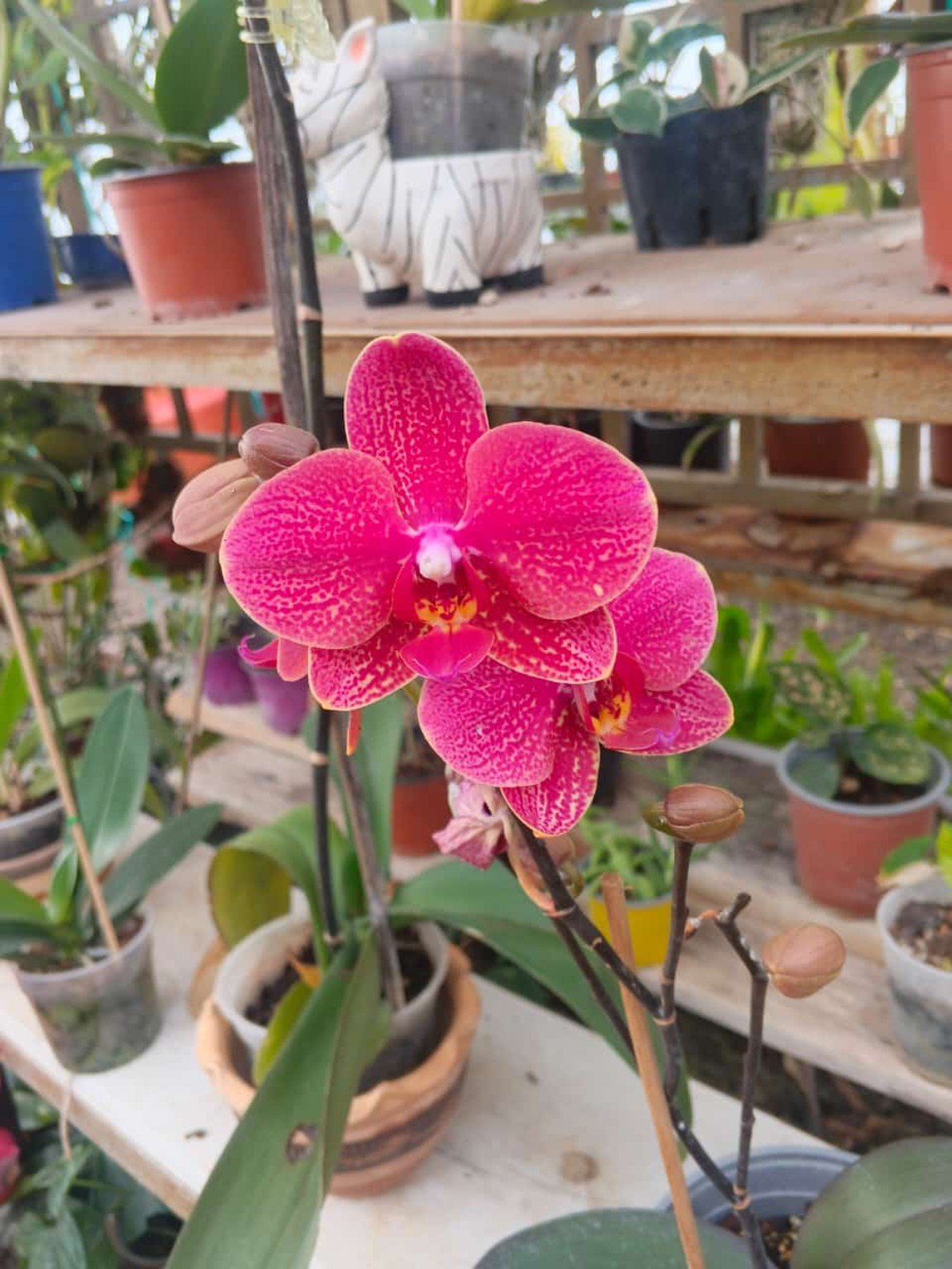 Orquídeas San José 5