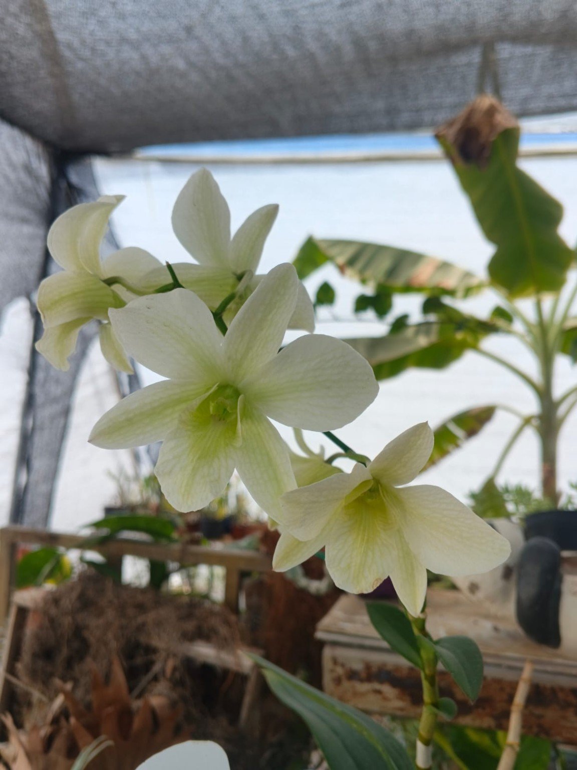 Orquídeas San José 6