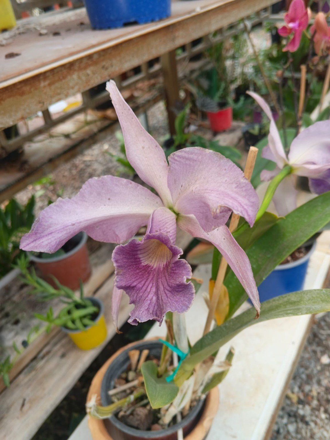 Orquídeas San José 7