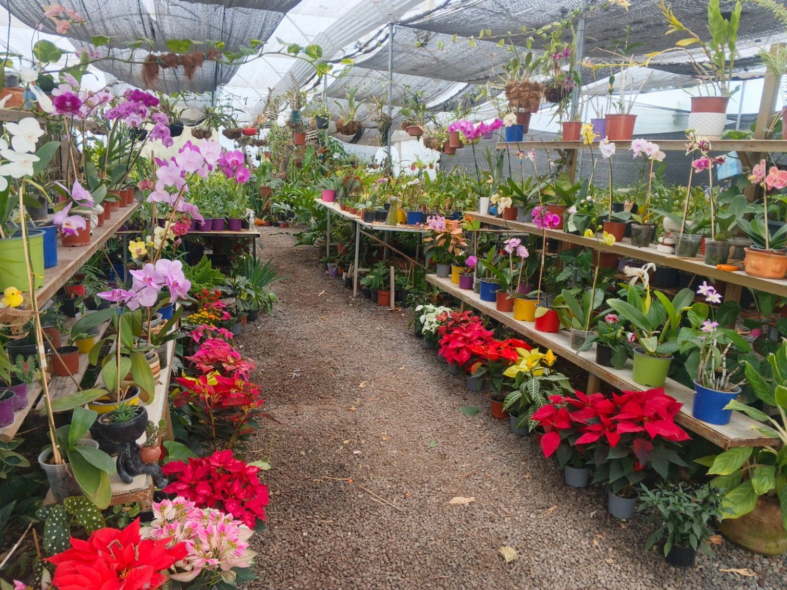 Orquídeas San José 8