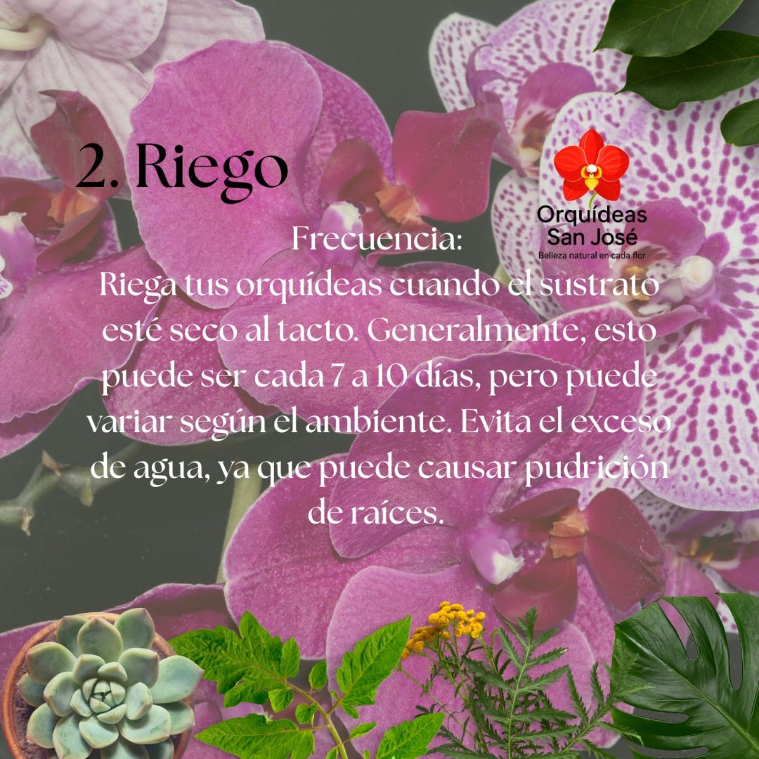 Orquídeas San José 10