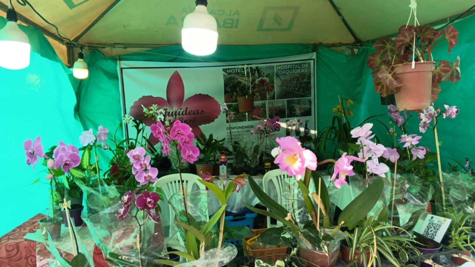 Orquídeas San José 11