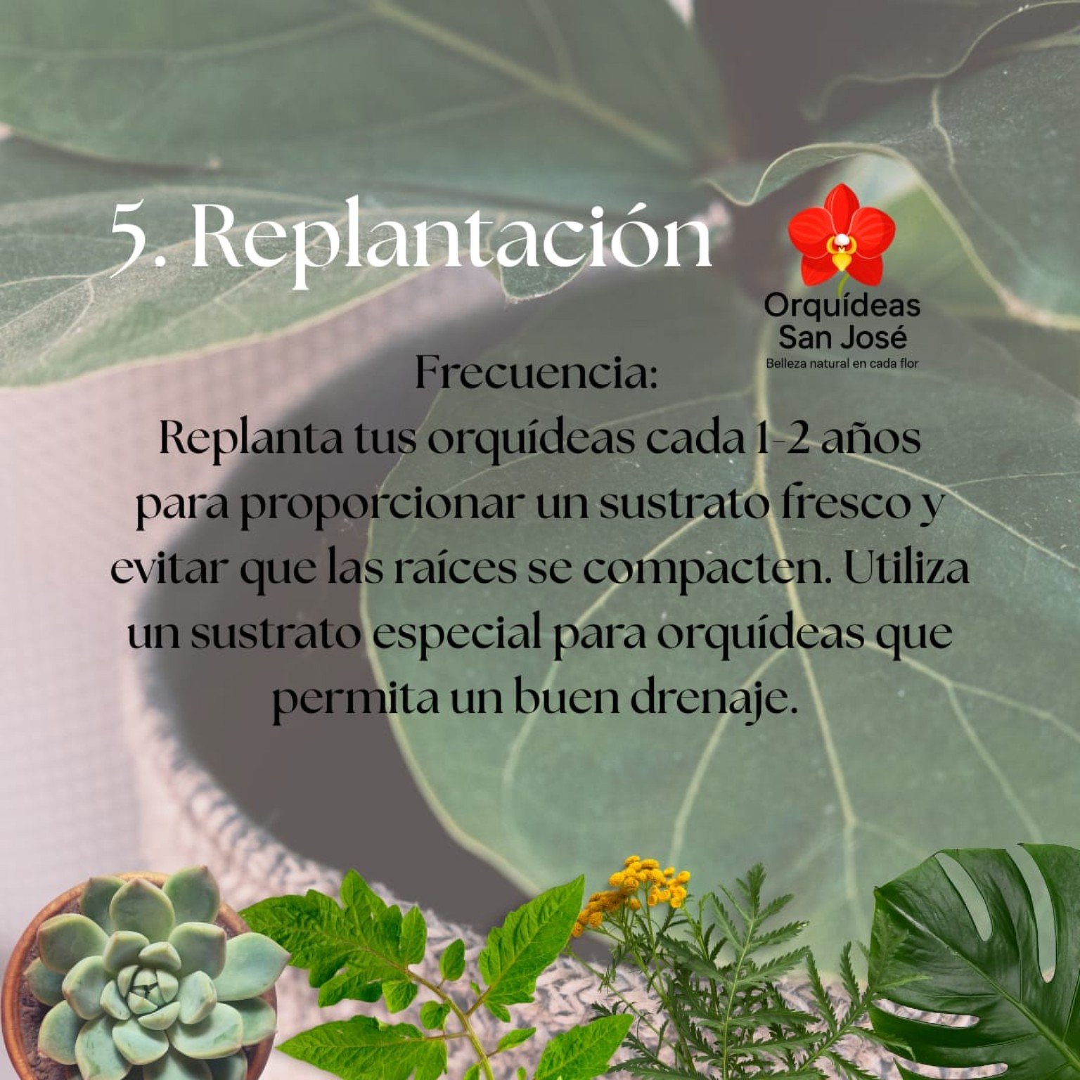 Orquídeas San José 12