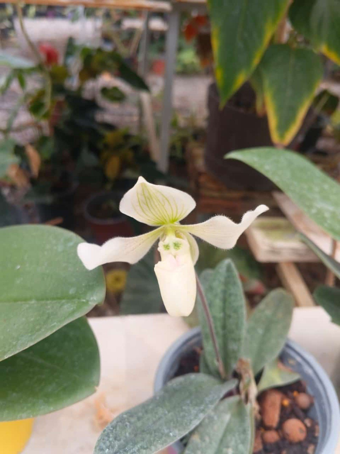 Orquídeas San José 15