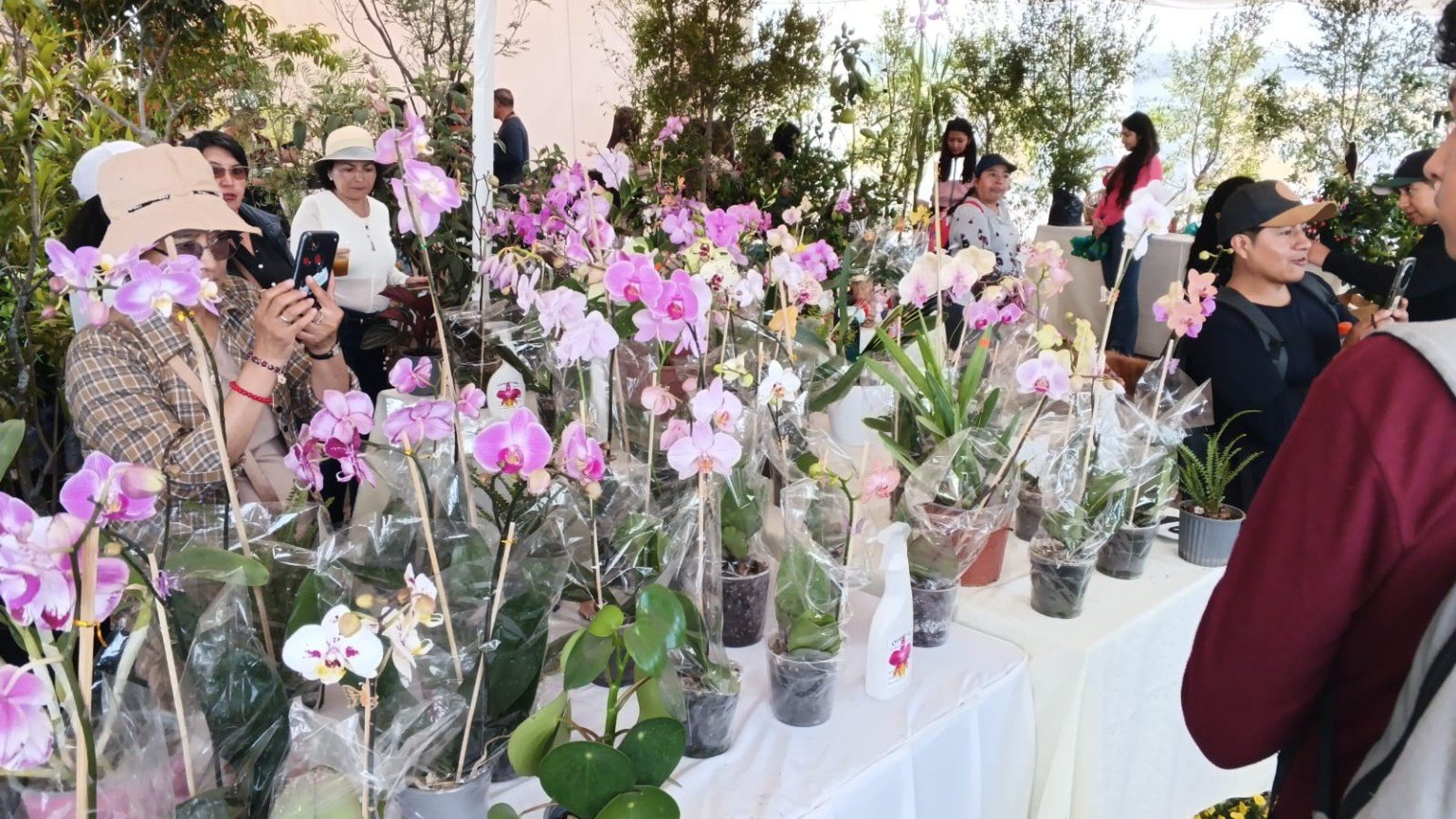 Orquídeas San José 17