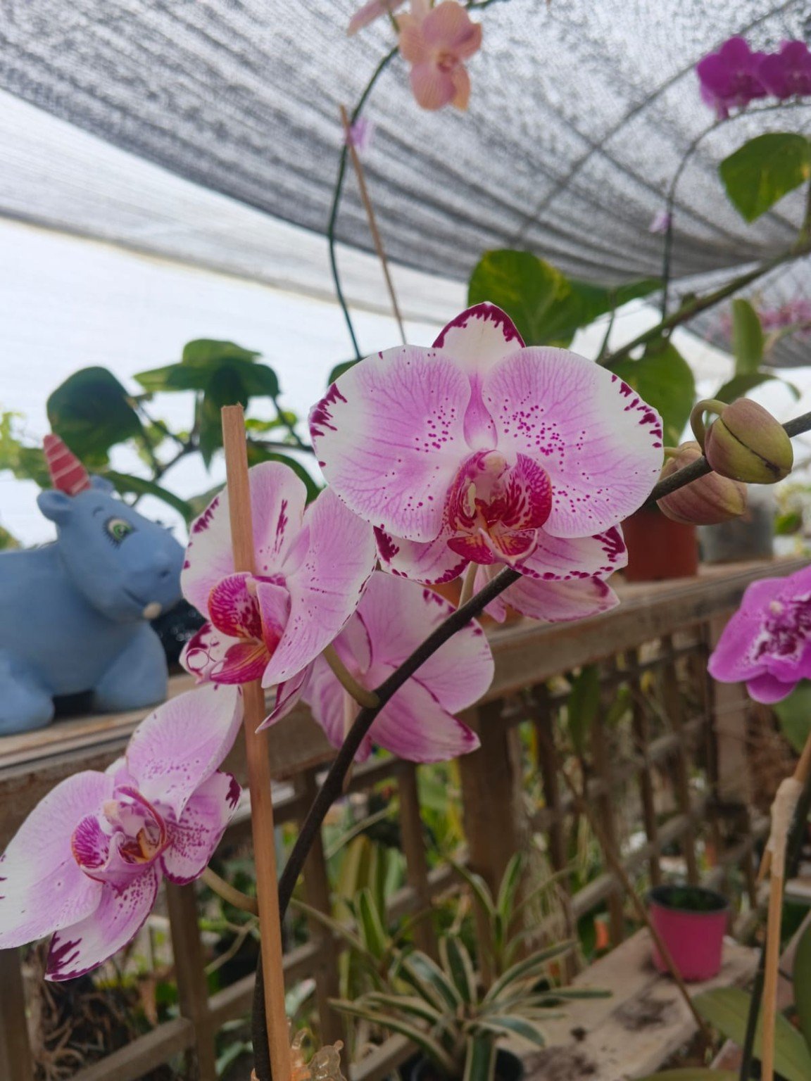 Phalaenopsis blanca y rosa