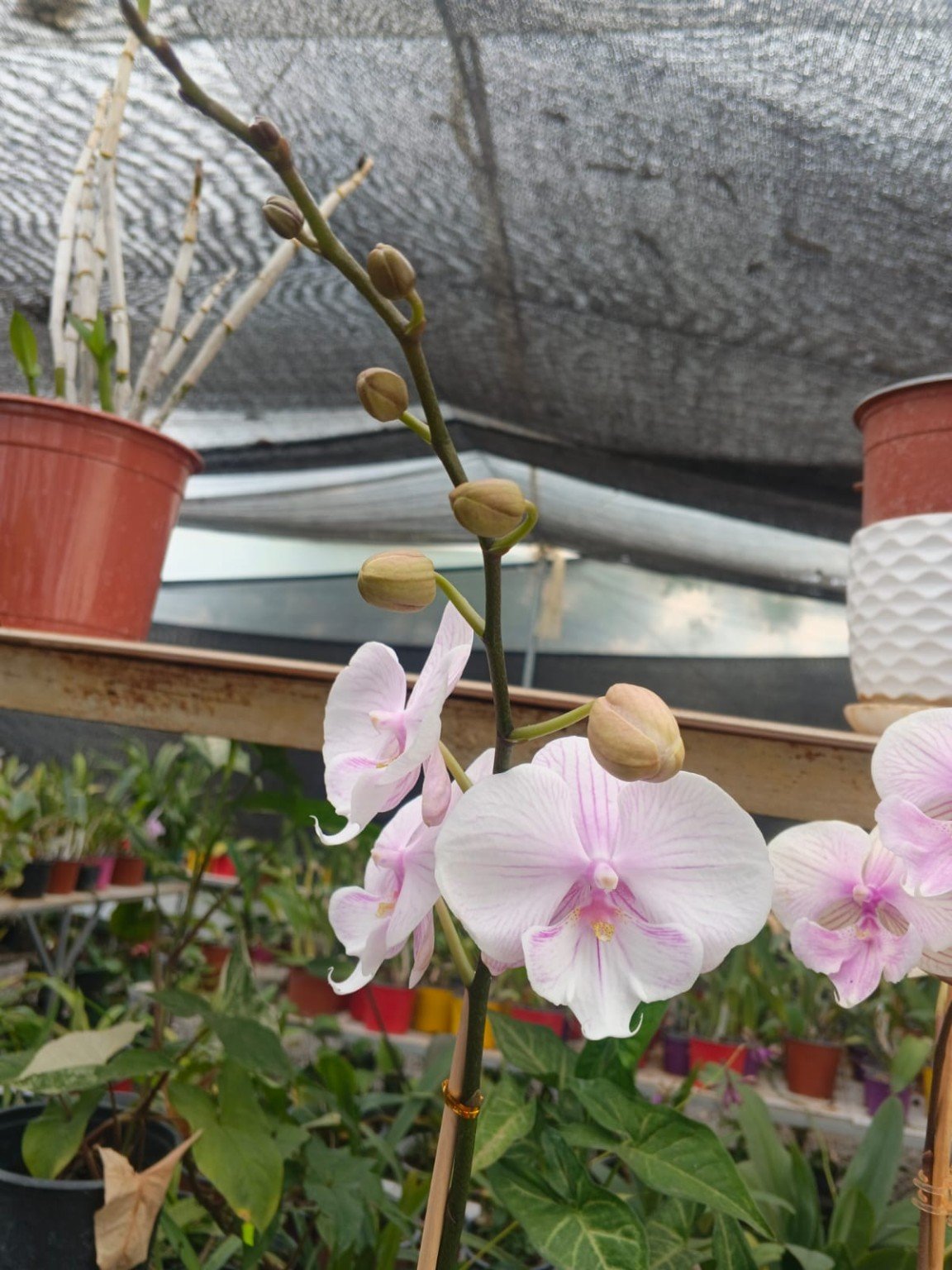 Orquídeas San José 20
