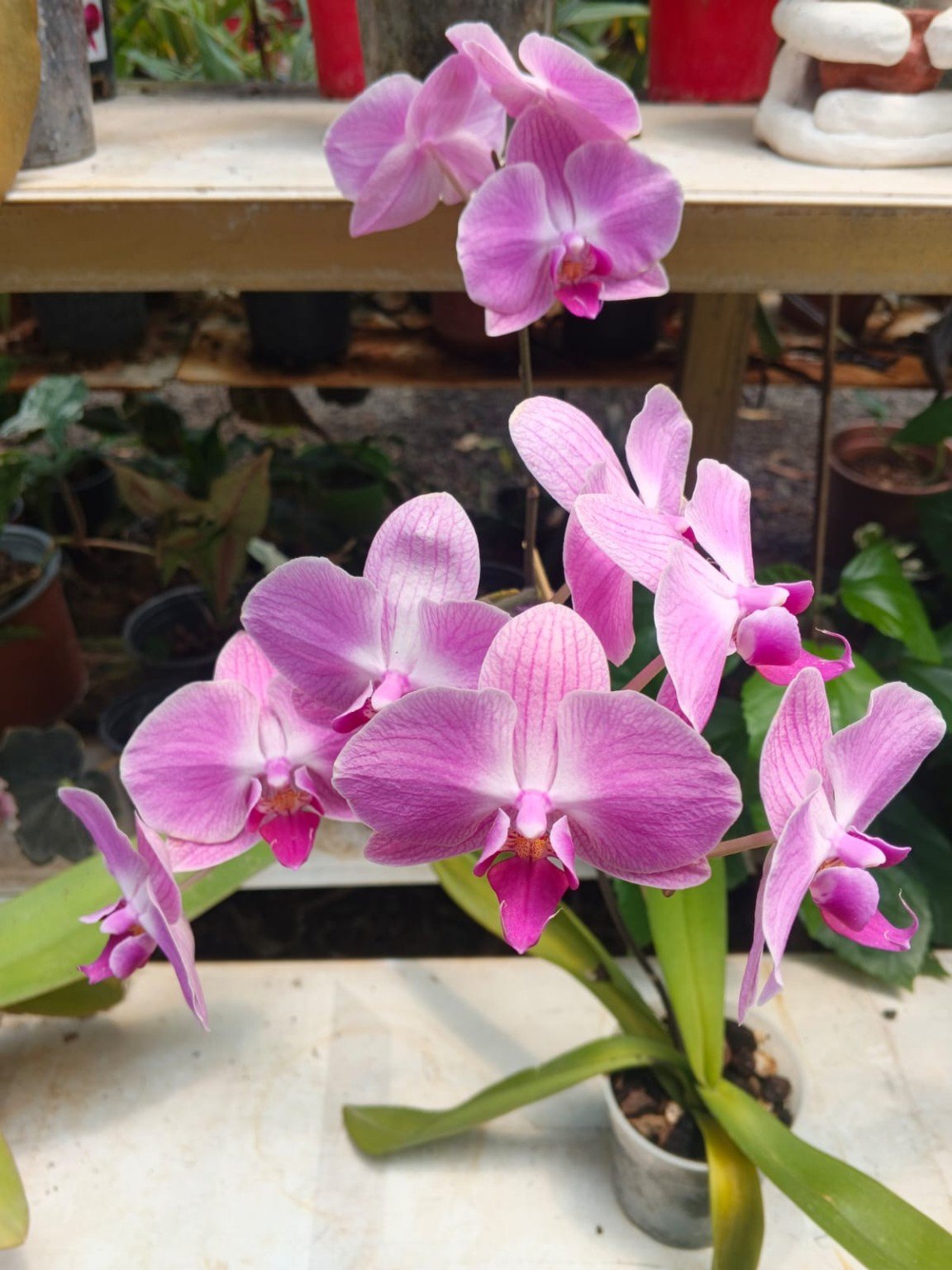 Orquídeas San José 22