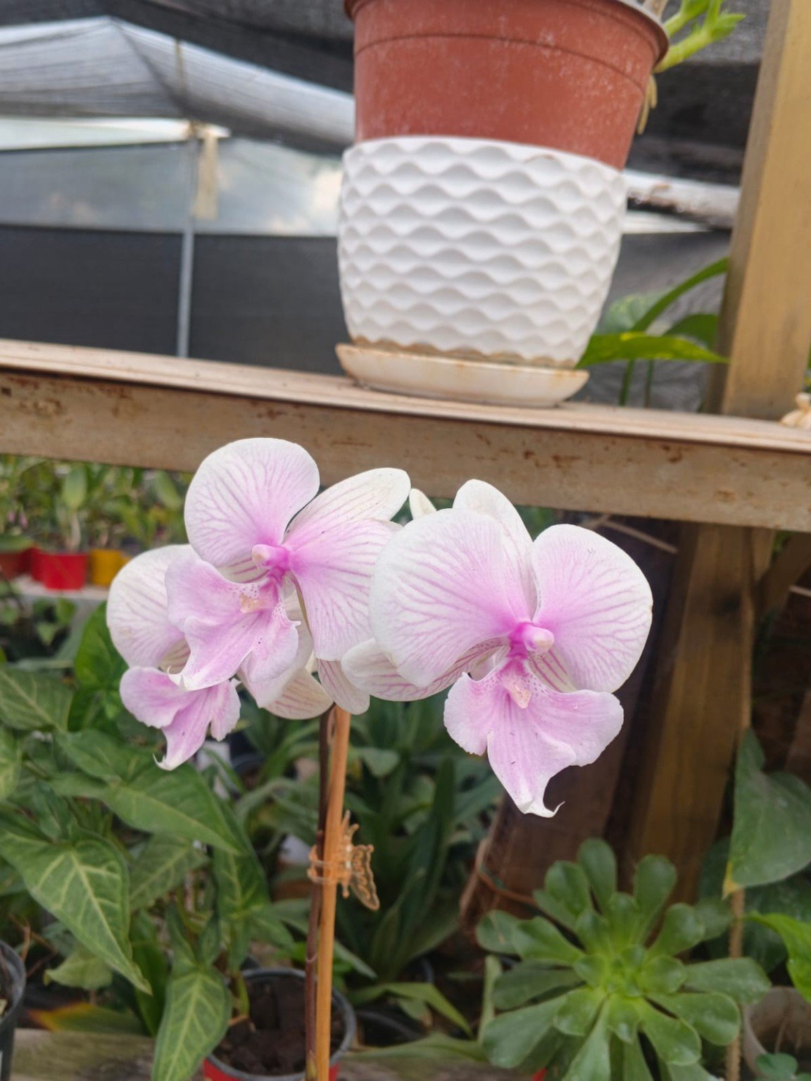 Orquídeas San José 23