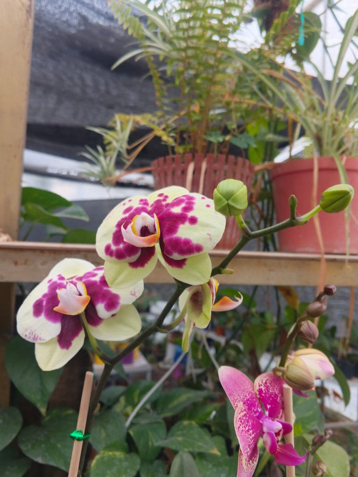 Orquídeas San José 25