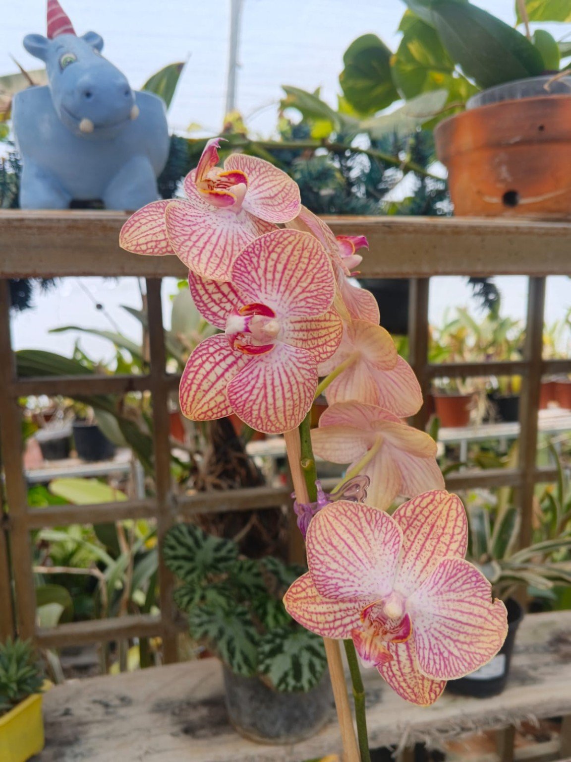 Orquídeas San José 27