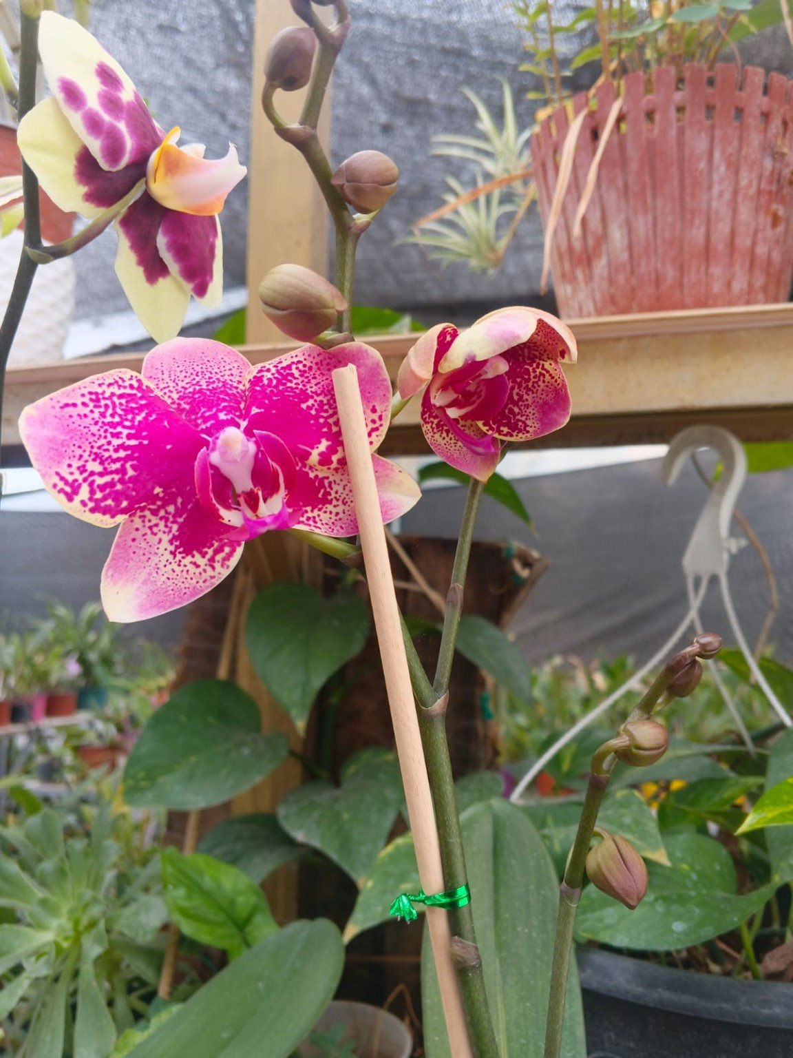 Orquídeas San José 29