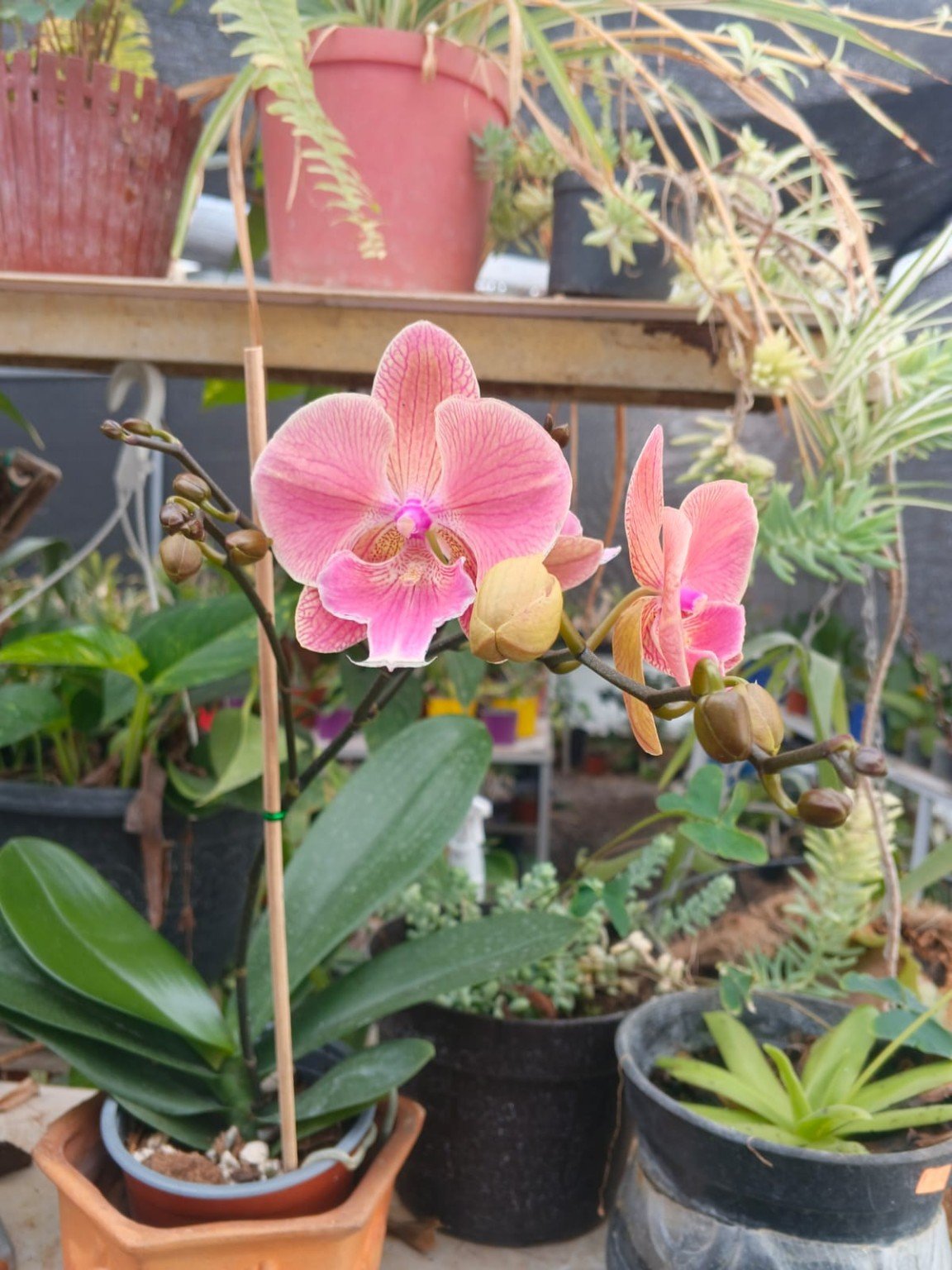 Phalaenopsis rosada