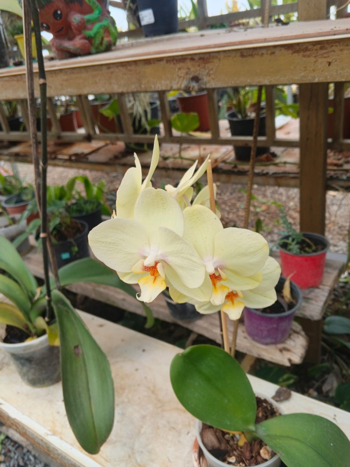 Phalaenopsis fucsia