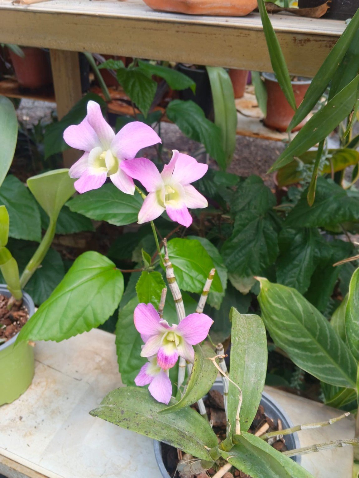 Fertilizante para orquídeas
