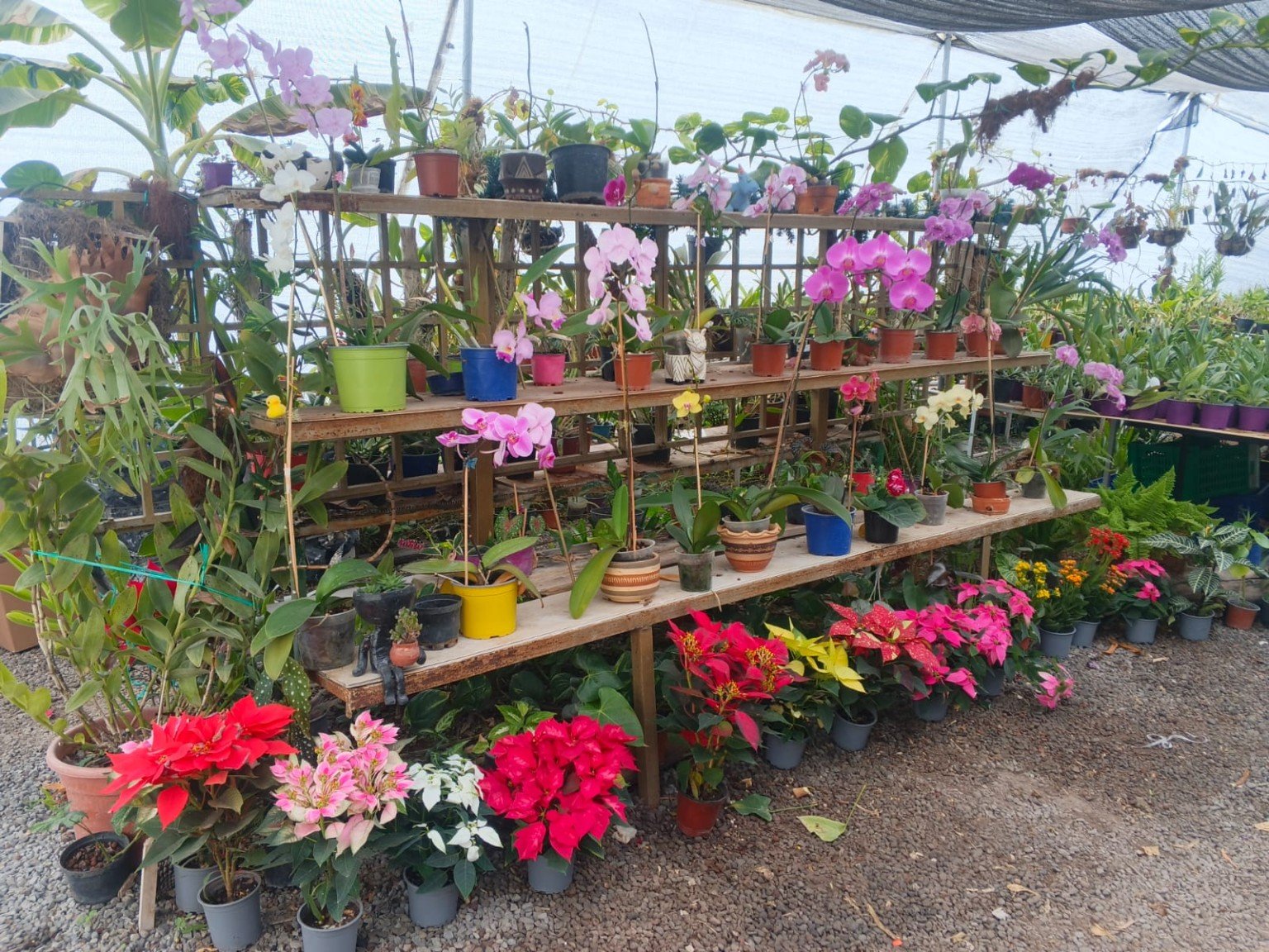 Orquídeas San José 35
