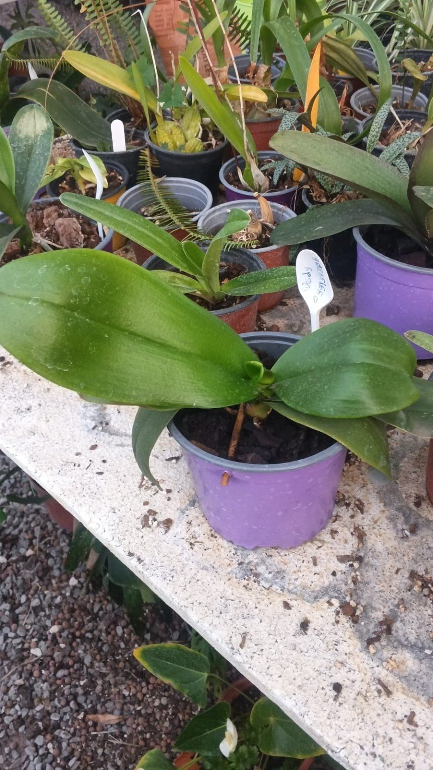 Orquídeas San José 36